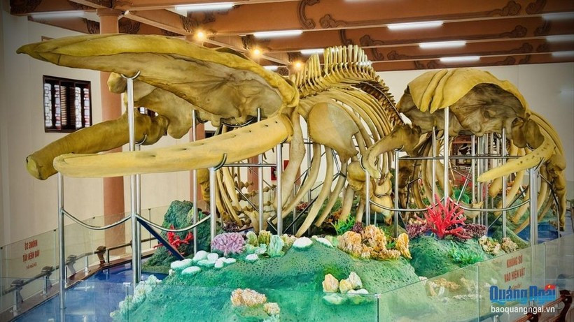 Les deux plus grands squelettes de baleine du Vietnam sont consacrés au temple Tân, dans le district de Ly Son (actuellement zone spéciale de Ly Son, province de Quang Nga au Centre). Photo: baoquangngai