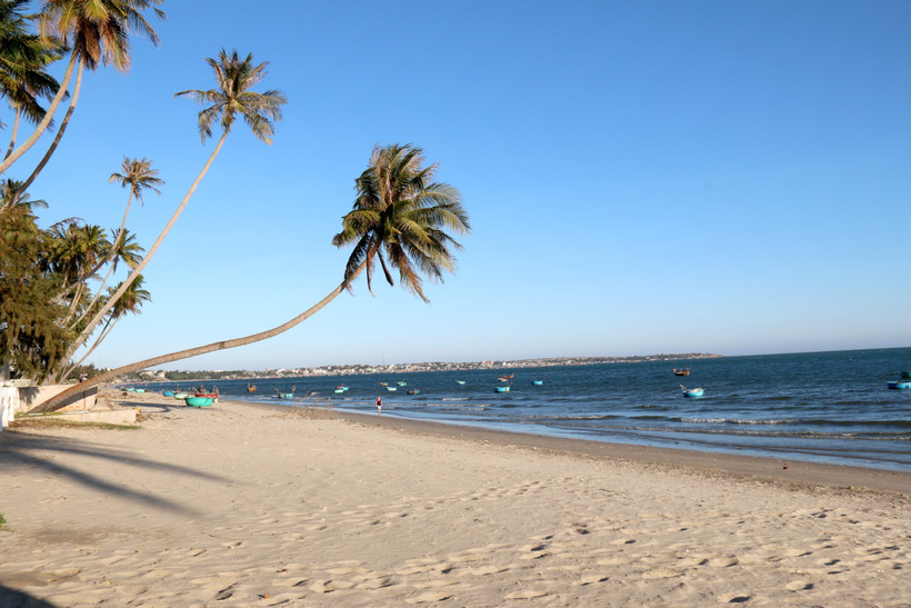 À Mui Ne, les cocotiers se penchent et s'avancent dans la mer. Photo : VNA