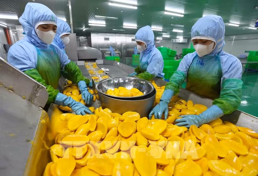 Transformation de produits à base de mangue destinés à l'exportation à l'usine de la société par actions de légumes et de fruits d'An Giang (province de Lam Dong). Photo : VNA