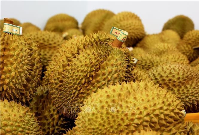 Au premier semestre, le Vietnam a exporté 5 217 lots de durian frais, totalisant près de 130 000 tonnes. Concernant le durian congelé. Photo: VNA