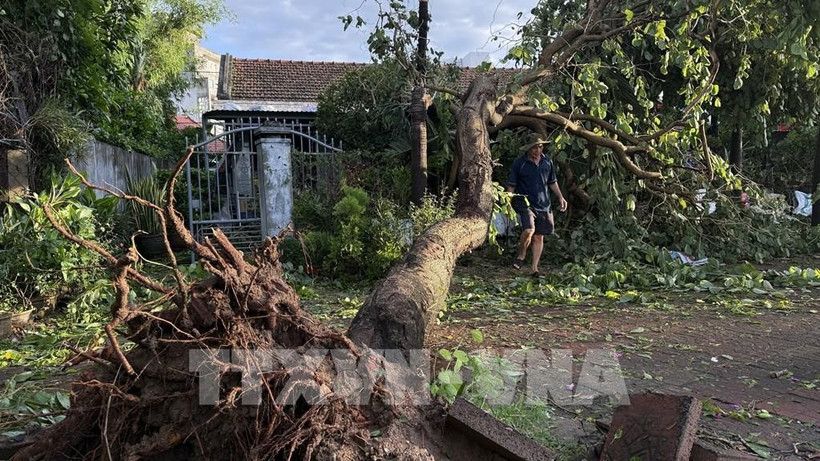 Des arbres sont tombés après le passage du typhon Kalmaegi. Photo : VNA