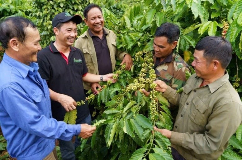 Le programme NESCAFÉ Plan de Nestlé, initiative phare de Nestlé en matière de développement durable, a déjà soutenu plus de 21.000 ménages agricoles, permis la replantation de 86.000 hectares de café et augmenté les revenus agricoles de ces ménages. Photo : Bnews