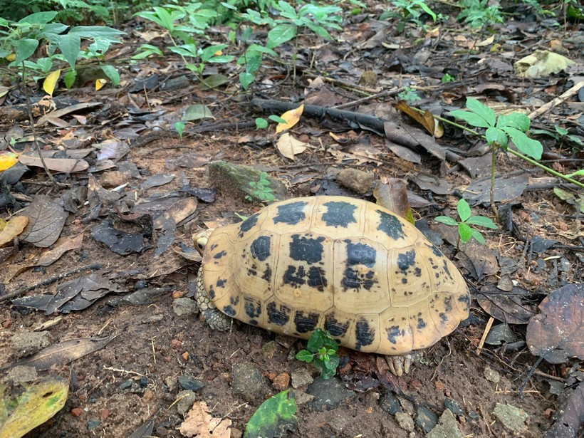 La tortue à tête jaune est inscrite dans le Livre rouge du Vietnam et sur la liste des espèces menacées de l’Union internationale pour la conservation de la nature (UICN). Photo: VNA