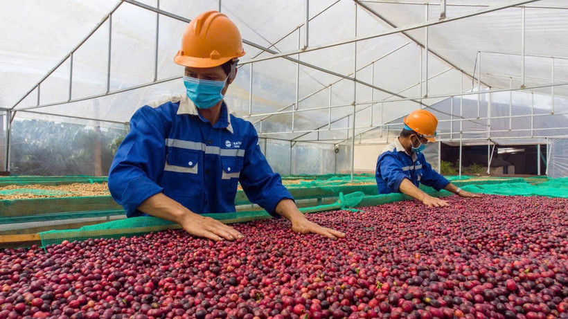 Le café vietnamien est peu présent sur le marché américain, l'essentiel des exportations étant orienté vers l'Union européenne. Photo: thanhnien.vn