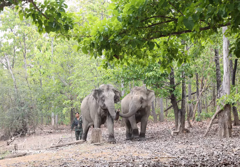 Les éléphants en bonne santé évoluent librement dans leur habitat naturel, témoignant de la réussite des efforts de conservation menés par le Centre de conservation des éléphants, de sauvetage des animaux et de gestion forestière de la province de Dak Lak. Photo: VNA