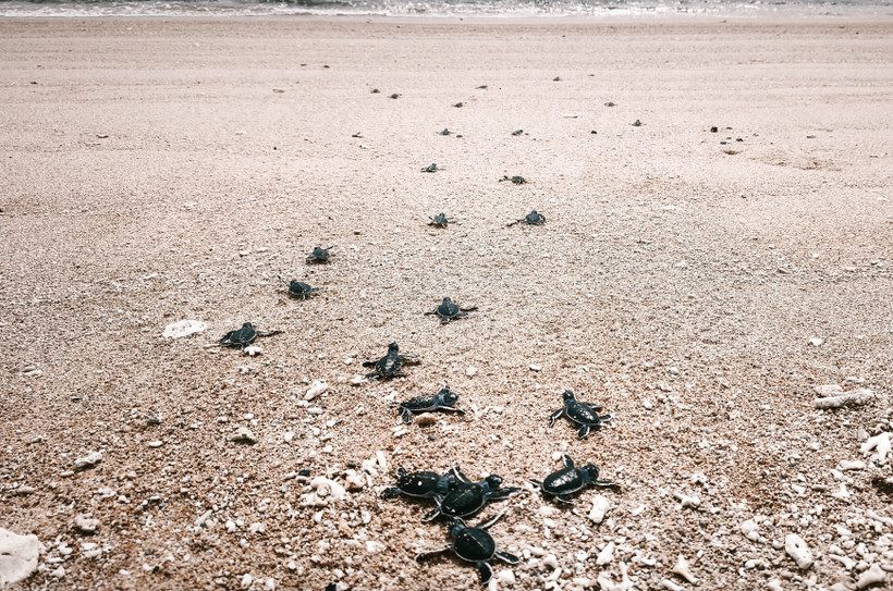 Une fois éclos, les bébés tortues creusent leur chemin vers la mer. Photo: VNA