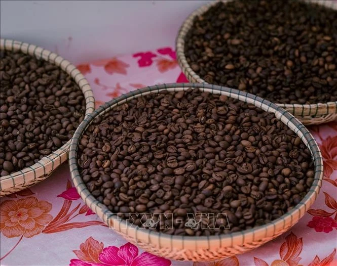 Portée par des prix toujours élevés et une forte demande à l'export, l'industrie du café vietnamienne entre dans une véritable phase "dorée". Photo: VNA