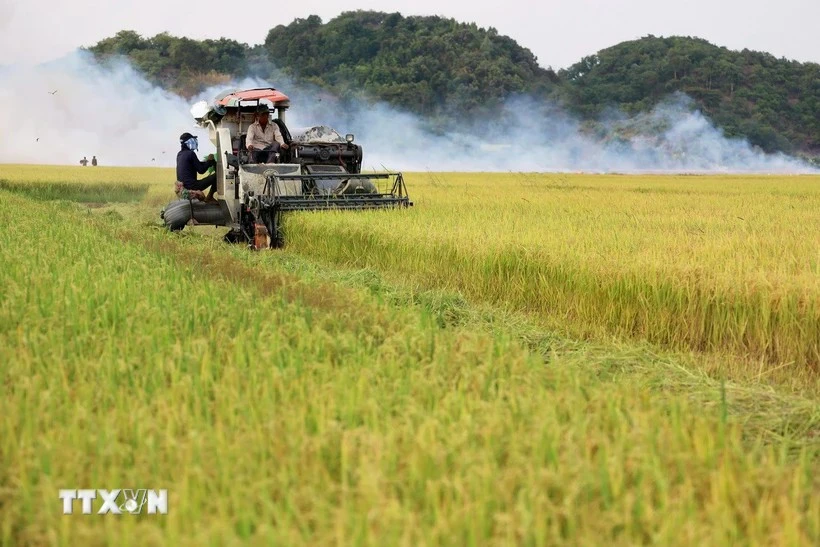 Parmi les riz importés au Japon, le riz vietnamien suscite un intérêt croissant auprès des consommateurs en raison de ses similitudes avec le riz japonais. Photo: VNA