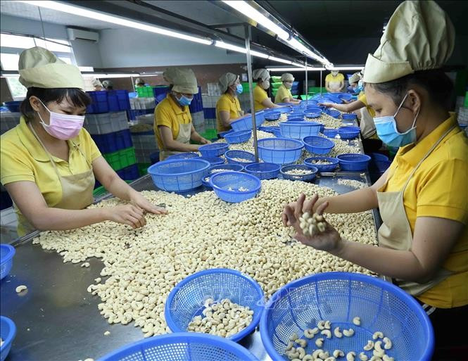 Le Vietnam vise 4,5 milliards de dollars d'exportations de noix de cajou en 2025