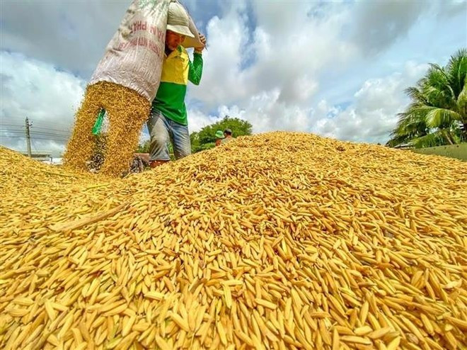 Récolte de riz. Photo: VNA