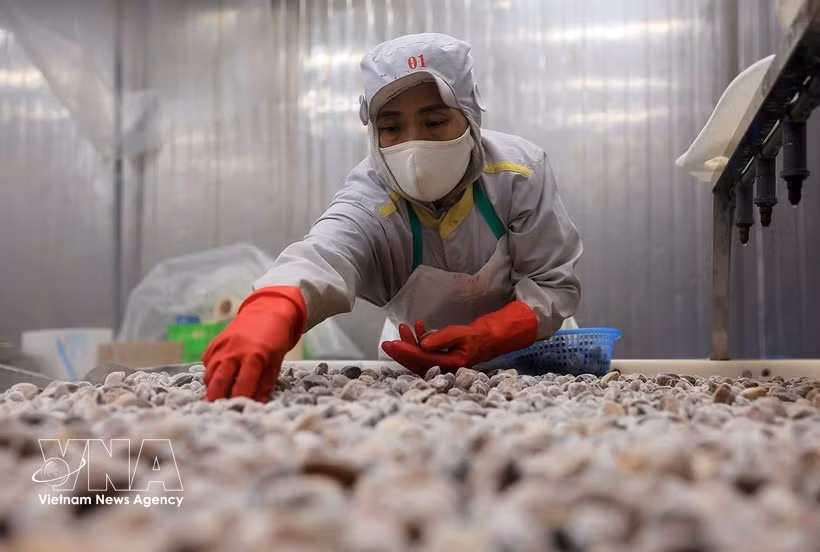 Transformation de palourdes destinées à l'exportation à l'usine de la société par actions d'import-export de produits aquatiques de Thanh Hoa, province de Thanh Hoa. Photo : VNA