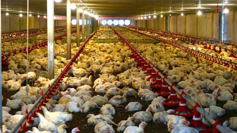 Les technologies de pointe sont largement déployées dans les fermes d'élevage intensif de Tây Ninh. Photo : VNA