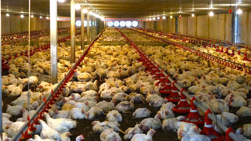 Les technologies de pointe sont largement déployées dans les fermes d'élevage intensif de Tây Ninh. Photo : VNA