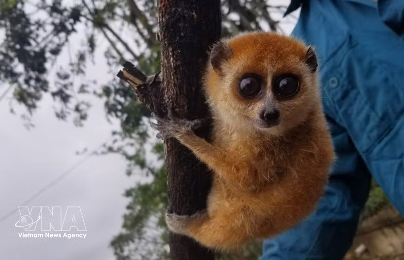 Le loris pygmée. Photo: VNA