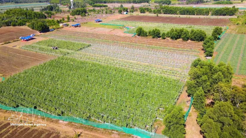 Le modèle de culture maraîchère conforme aux normes VietGAP mis en œuvre par les agriculteurs de la commune d'An Phu, province de Quang Ngai, s'est avéré très efficace. Photo : VNA