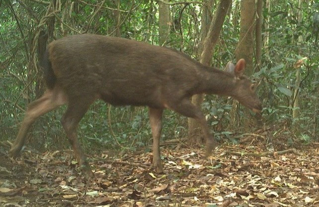 De nombreuses espèces animales rares et menacées, inscrites sur le Livre rouge, sont détectées grâce à des pièges photographiques. Photo: VNA