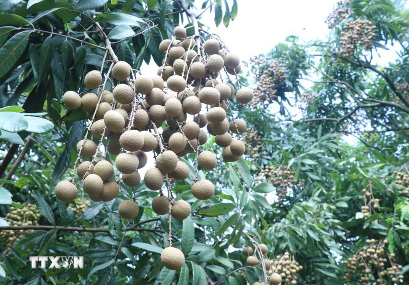Variété rare appelée « longane à fruit carré ». Photo: VNA