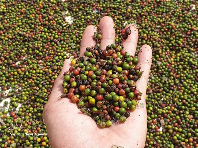 Le Vietnam renforce son emprise sur le marché thaïlandais du poivre