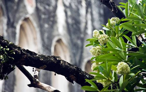 Le climat est très agréable, fraîche avec un vent léger. C’est idéal pour se balader tranquillement tout au long du lac de Hoan Kiem.