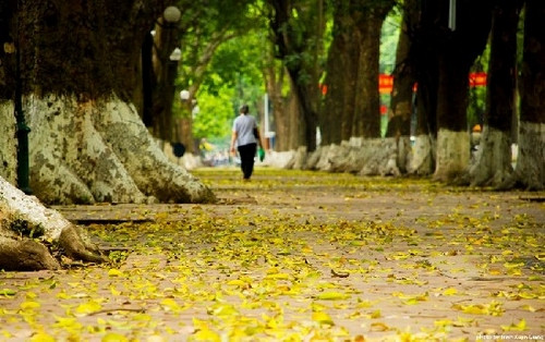 L’automne à Hanoï est toujours très romantique et poétique. La capitale est dans sa meilleure période de l’année avec un temps ensoleillé, agréable et frais propice aux balades.