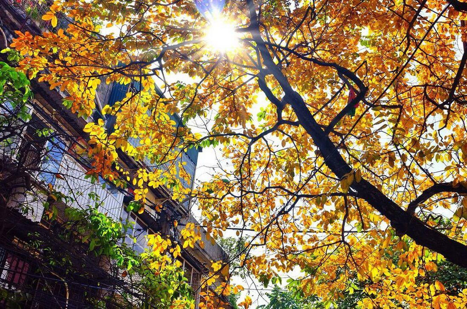 Les chutes des feuilles, premiers signes de l'automne. L’espace est couvert de jaune.