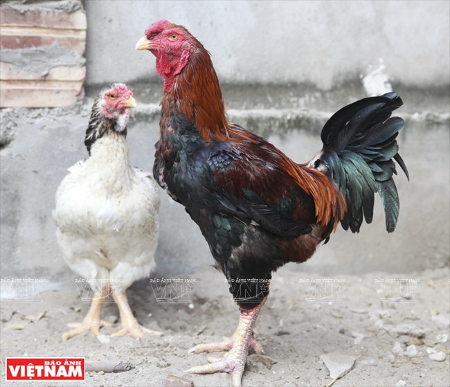 Le poulet Hô, qui existe au village éponyme depuis plus de 600 ans, est considéré comme un «poulet sacré».