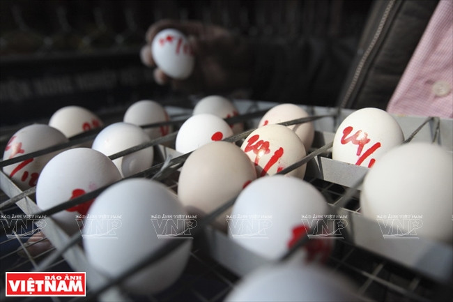  La multiplication du poulet Hôi est divisée en plusieurs étapes et exige à l’éleveur une attention particulière, ce pour préserver la race pure des poulets Hô. 