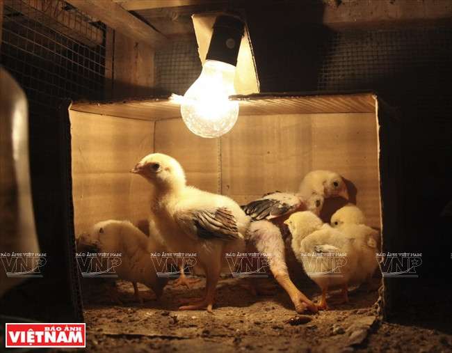 Les poulaillers dédiés aux poussins doivent être propres et aérés en été et doucement réchauffés l’hiver.
