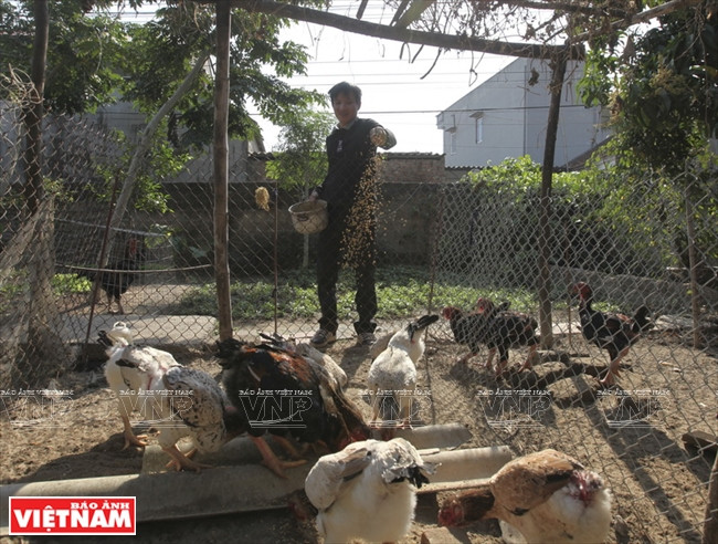 Les poulets Hô de Lac Thô sont nourris en liberté dans le jardin, les plantes les protégeant du soleil et de la pluie.