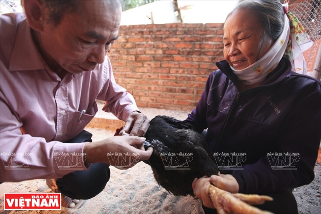 Nguyên Dang Chung, président du club des poulets Hô de Lac Thô, vaccine régulièrement des poulets.