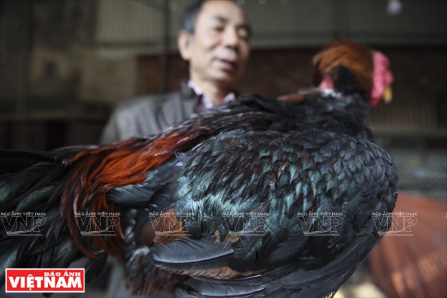 La queue recourbée en forme de carafe est un des traits typiques du poulet Hô.