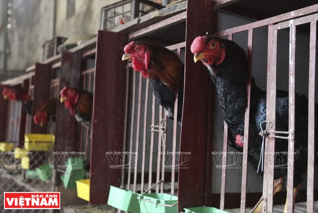Un coq Hô adulte atteint un poids de 5 à 6 kg, et se vend à l’occasion du Têt de 500.000 à 600.000 dongs le kilo.
