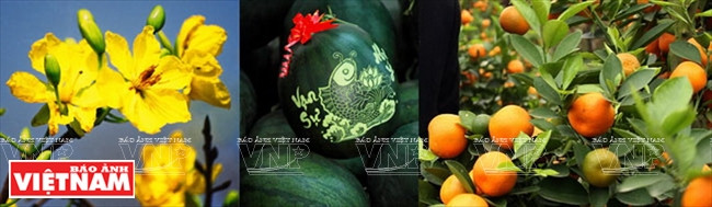 Des fleur jaunes d’abricotier, pastèques, kumquats ... sont les spécialités préférées des Vietnamiens pendant le Têt.