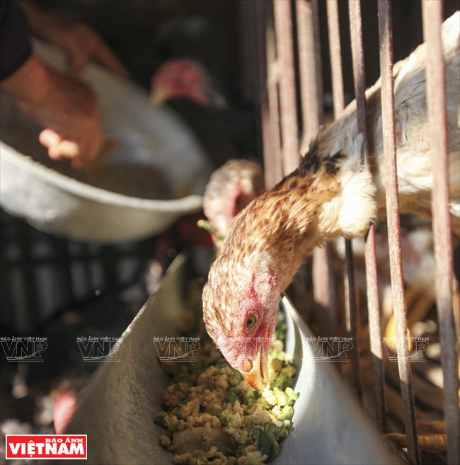 Alimentation uniquement avec des produits agricoles naturels : son de riz, riz, maïs, légumes…. pour une chair rouge, ferme et savoureuse.