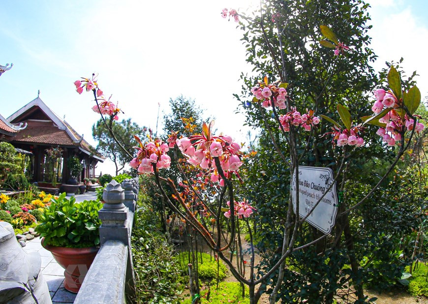 Le sommet de 1.400 mètres de la montagne Ba Na à la ville centrale de Da Nang est un endroit où on peut admirer cet arbre emblématique du printemps. Photo: VNA