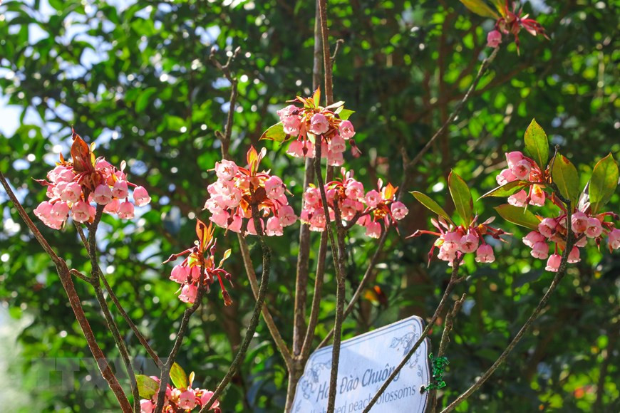 Prunus campanulata (cerisier campanulé) est un très beau cerisier à fleurs. Photo: VNA
