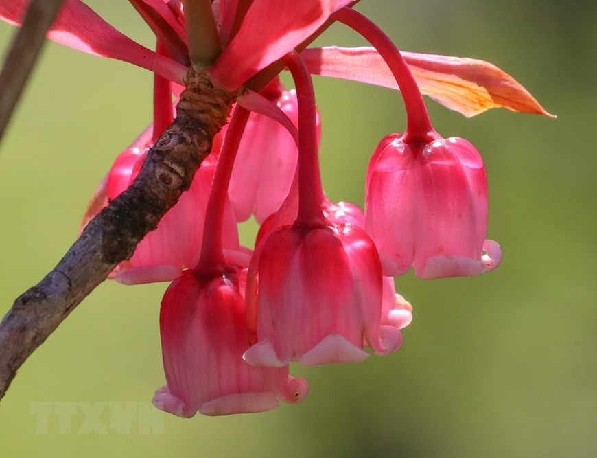 Ces fleurs sont pendantes et en forme de 'clochettes'. Photo: VNA