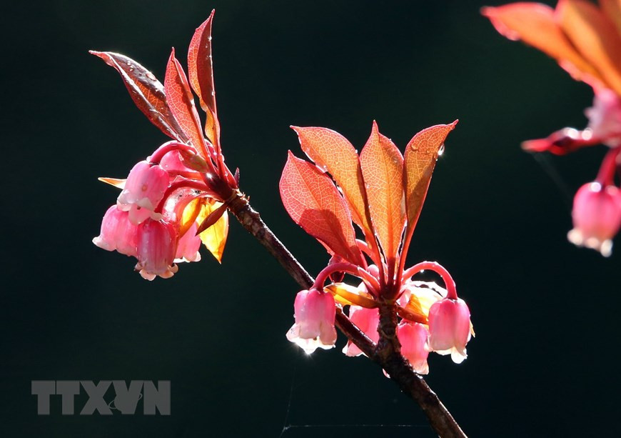 Immergée dans la couleur rose de ces merveilles botaniques aux petites clochettes,... Photo: VNA