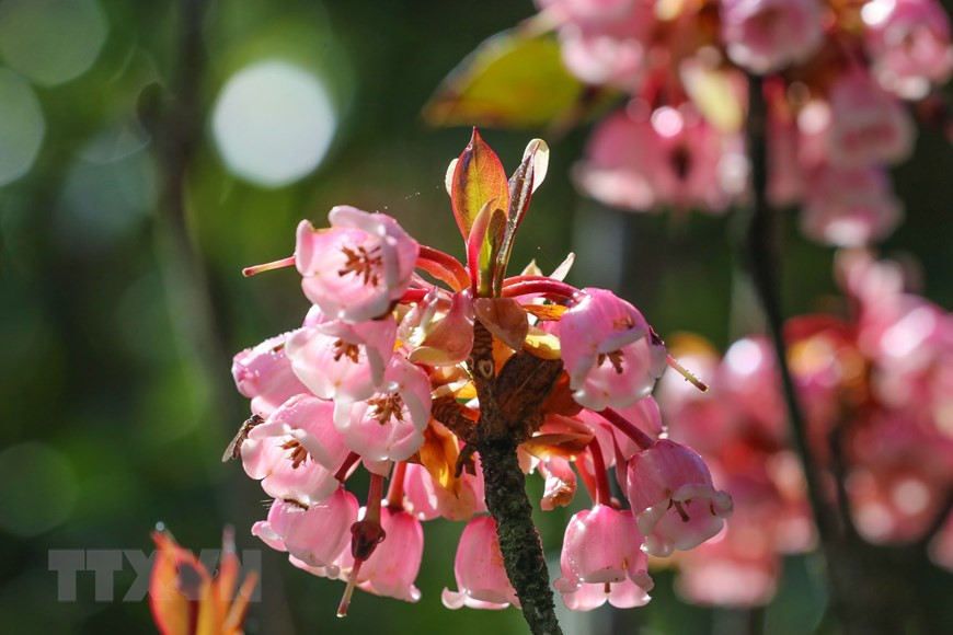 Les fleurs de cerisier campanulé rose foncé et densément groupées sur les rameaux sont fabuleuses lors de leur floraison. Photo: VNA