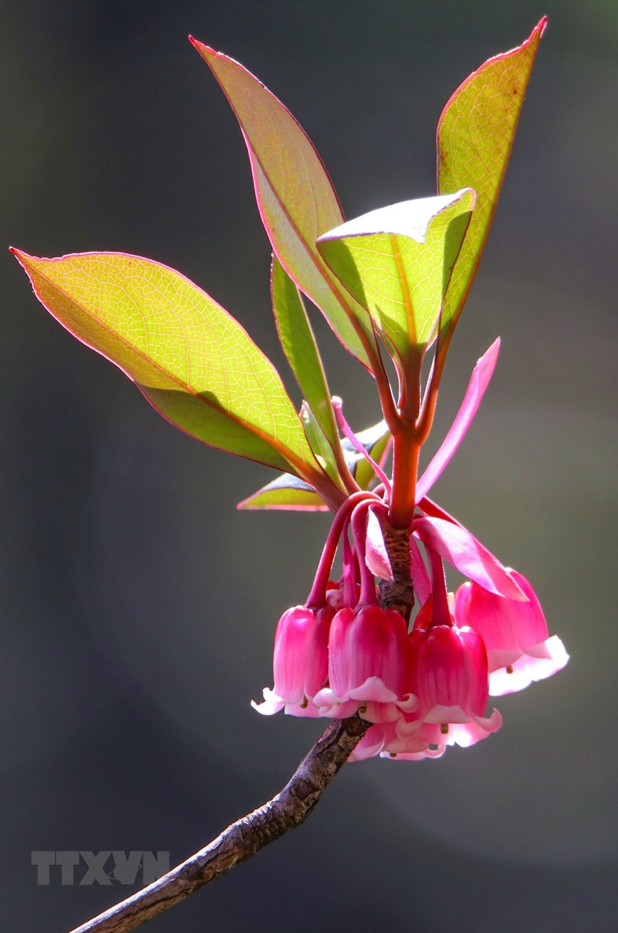 La floraison commence d’habitude de janvier et s’étale jusqu’à mars. Photo: VNA
