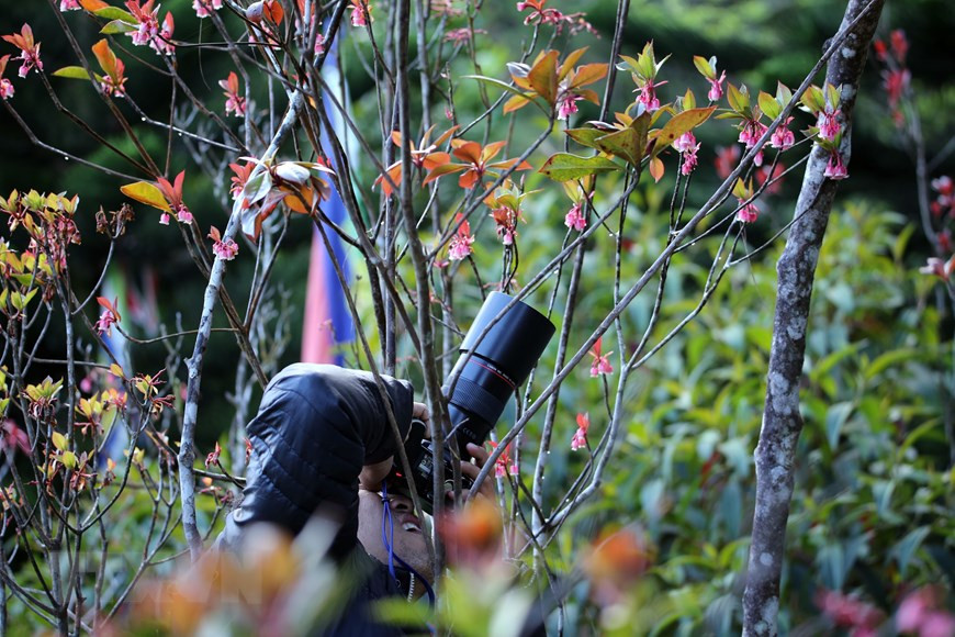 Le sommet de la montagne de Ba Na devient une destination de prédilection pour des photographes au cours de la période de floraison des cerisiers campanulés. Photo: VNA