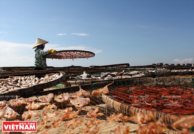 Poissons et calmars sont traités de manière préliminaire avant le séchage au soleil.