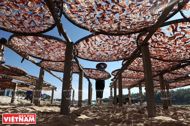 Les poissons et calmars séchés de Sa Huynh sont très prisés par les consommateurs. 