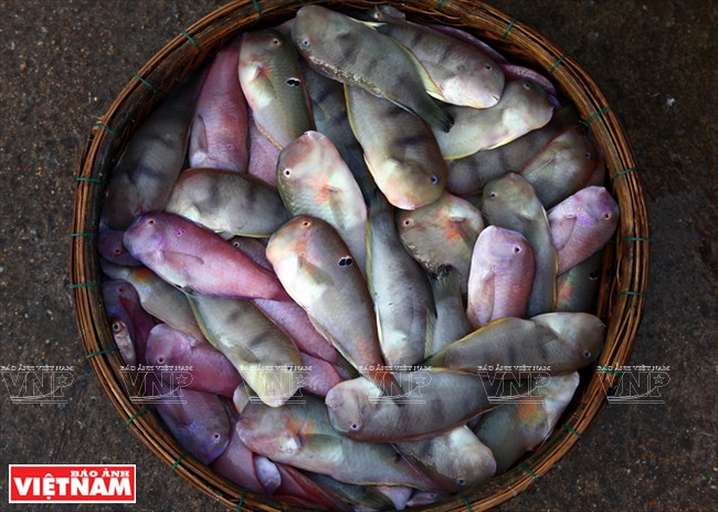 Le district de Duc Phô possède plus de 40km de côtes, soit un tiers de la longueur totale de la côte traversant la province de Quang Ngai. 