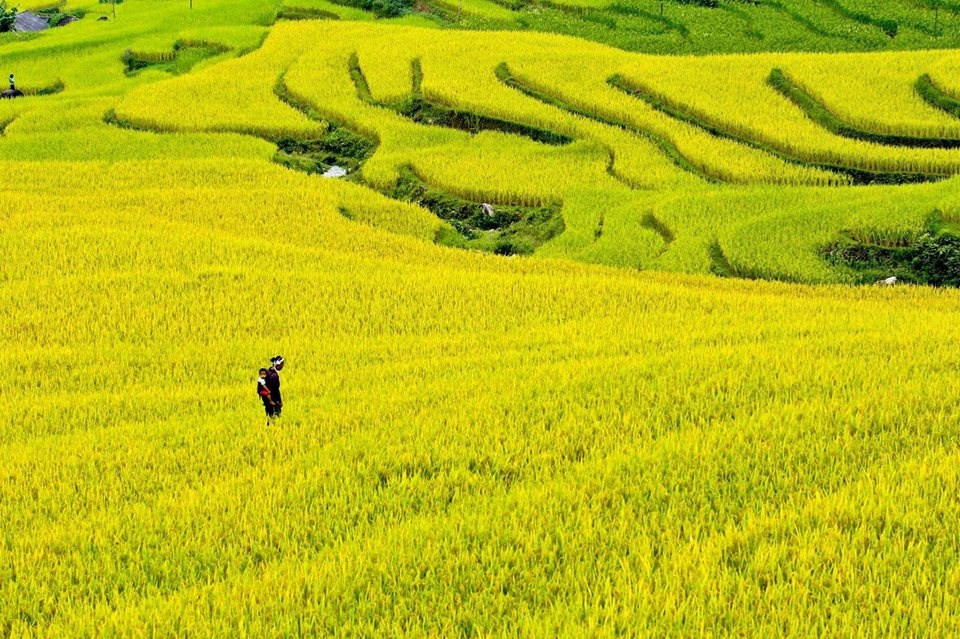 La beauté de la saison du riz mûr dans les rizières en terrasse du district de Hoàng Su Phì dans la province de Hà Giang (Nord) vue en haut.