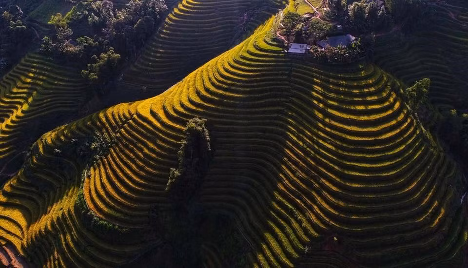 Vers la fin du mois de septembre, des touristes vietnamiens et étrangers retournent au district de Hoàng Su Phì pour profiter du paysage pittoresque de la moisson d'or sur les rizières en terrasse.