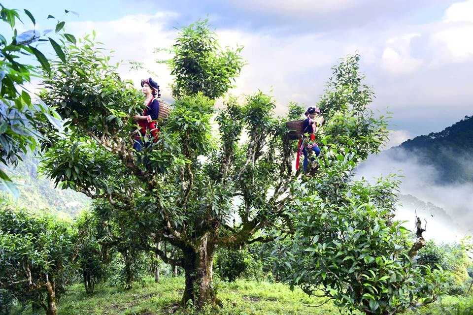 Une forêt des théiers séculaires à Hoàng Su Phì.