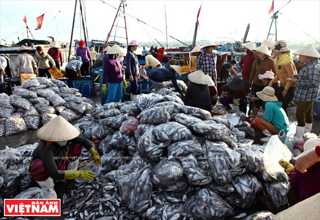 Le port Phô Thanh, district de Duc Phô, est le lieu de rassemblement des poissons après la pêche de près de 1.500 bateaux. Le volume de produits aquatiques dans ce port occupe deux tiers de celui de toute la province de Quang Ngai.