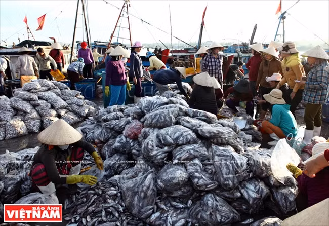 Le port Phô Thanh, district de Duc Phô, est le lieu de rassemblement des poissons après la pêche de près de 1.500 bateaux. Le volume de produits aquatiques dans ce port occupe deux tiers de celui de toute la province de Quang Ngai.