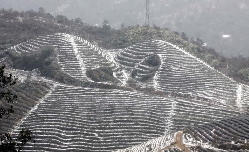 Sur les rizières en gradins.